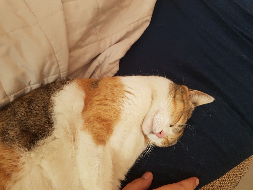 Susi